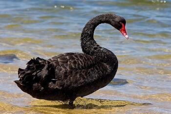 Black_swan_events-happen.jpg Black_swan_events-happen.jpg
