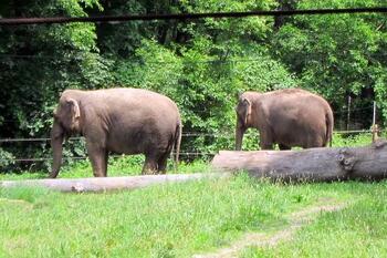 BronxZooElephants.jpg BronxZooElephants.jpg