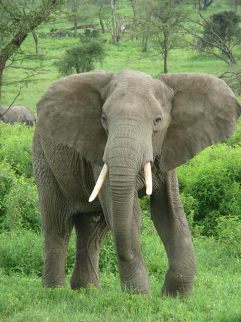 Elephant_near_ndutu.jpg Elephant_near_ndutu.jpg