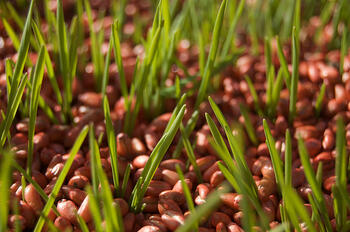 Green Shoots.jpg