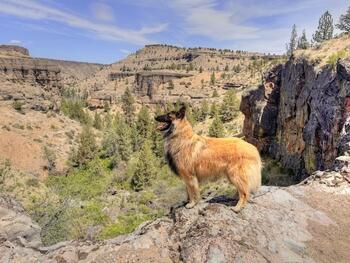 GrizWhychusCanyon64.jpg