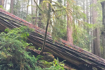 Redwood_Forest_Nor-Cal.jpg Redwood_Forest_Nor-Cal.jpg