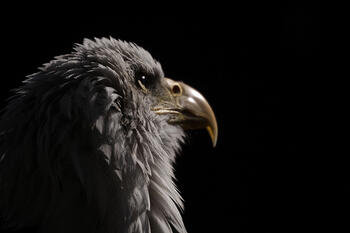 baldeagle.jpg baldeagle.jpg