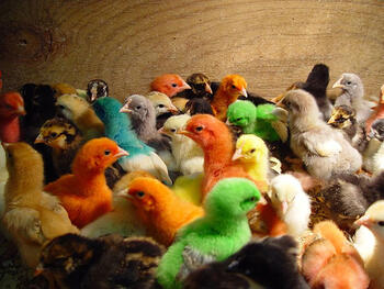 diverse-chicks.jpg diverse-chicks.jpg