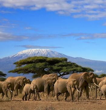 elephant-herd.jpg elephant-herd.jpg