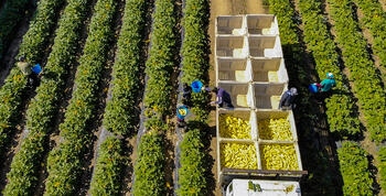 farm-workers_USDA.jpg farm-workers_USDA.jpg