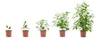 iStock_000007302699XSmall-growing potted plant.jpg iStock_000007302699XSmall-growing potted plant.jpg