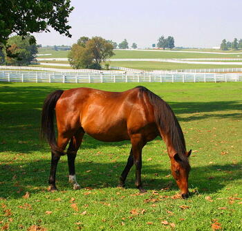 kentucky-horse-farm.jpg kentucky-horse-farm.jpg