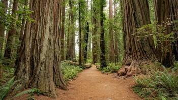 redwood-forest.jpeg