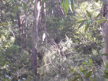 sheldon-forest.jpg sheldon-forest.jpg