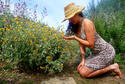 Drought tolerant California garden.jpg Drought tolerant California garden.jpg