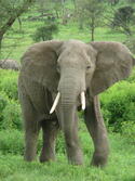Elephant_near_ndutu.jpg Elephant_near_ndutu.jpg
