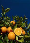 IFAS_citrus02.jpg IFAS_citrus02.jpg
