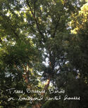 IG-Trees-Breezes-Birds-or-Backyard-Rental-Houses-text-and-image-1-520x639.jpg IG-Trees-Breezes-Birds-or-Backyard-Rental-Houses-text-and-image-1-520x639.jpg