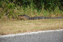 Roadside Gator in Florida.jpg