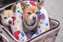 dogs-in-stroller.jpg dogs-in-stroller.jpg
