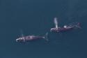 endangered-right-whales.jpg endangered-right-whales.jpg