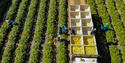 farm-workers_USDA.jpg