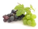 grapeclustersiStock_000004916674XSmall.jpg grapeclustersiStock_000004916674XSmall.jpg