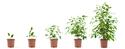 iStock_000007302699XSmall-growing potted plant.jpg