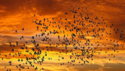 migrating-birds-sunset.png migrating-birds-sunset.png