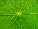 plant-capillaries.jpg plant-capillaries.jpg