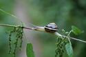 snail-not-high-speed.jpeg snail-not-high-speed.jpeg