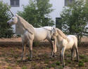 unicorns-sculpture.jpg